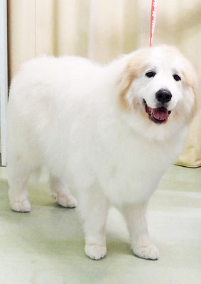 田代メイちゃん