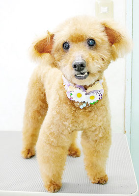 前田ソルファちゃん