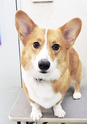 野間むぎちゃん