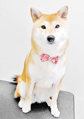 玖須ルビーちゃん