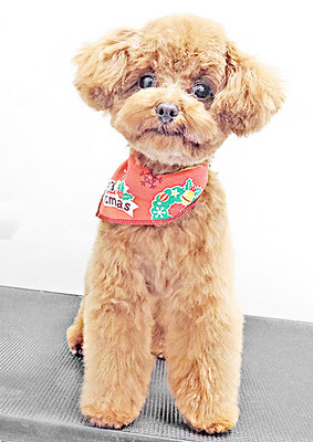 福嶋リリちゃん