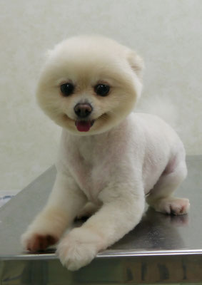 森崎ピュアちゃん