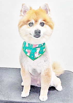 皆元シュワちゃん