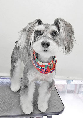 迫田プーちゃん