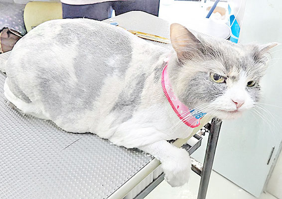 井之上サクちゃん