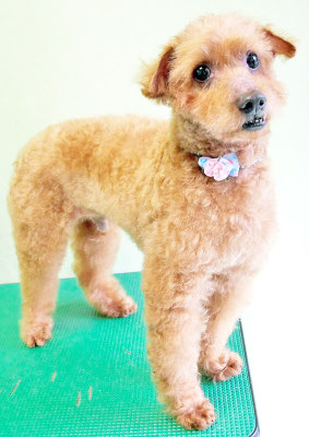 前田ソルファちゃん