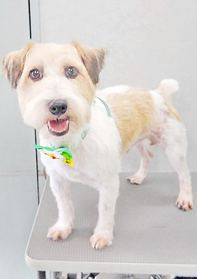 脇アンディちゃん