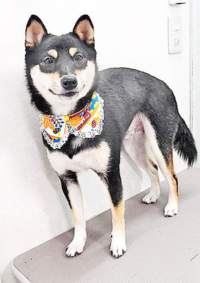 平野れんちゃん