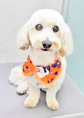 﨑ダップーちゃん