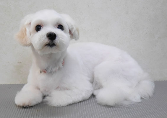 高橋まるちゃん