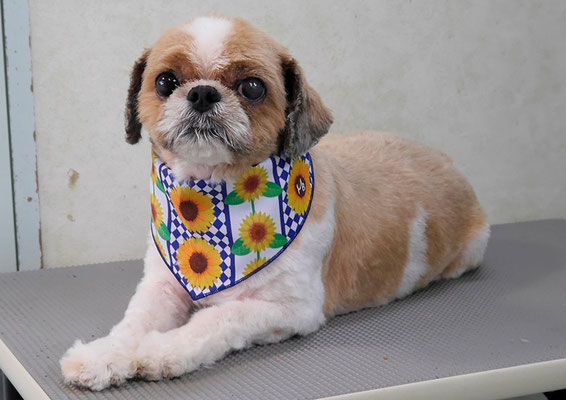 有留コロちゃん