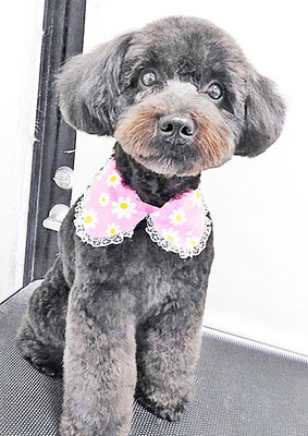 川元ポムちゃん