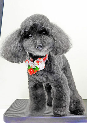 藤村スピナちゃん