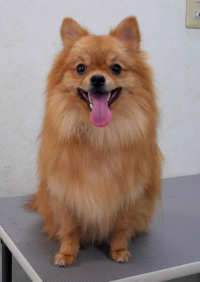 大井ポンタちゃん