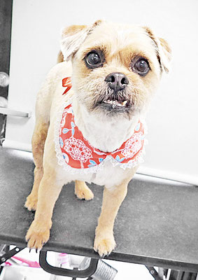 徳田きなこちゃん