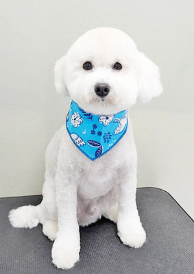 山小田アンディちゃん