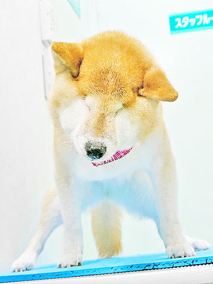 瀧川カルちゃん