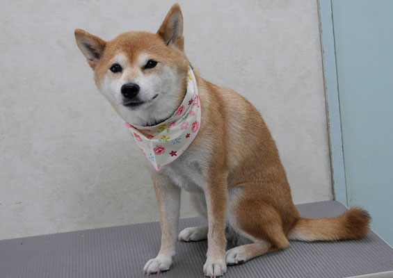 小田ハルちゃん