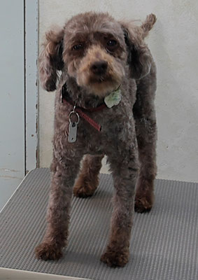 内薗ココアちゃん