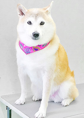 川﨑すももちゃん川﨑すももちゃん