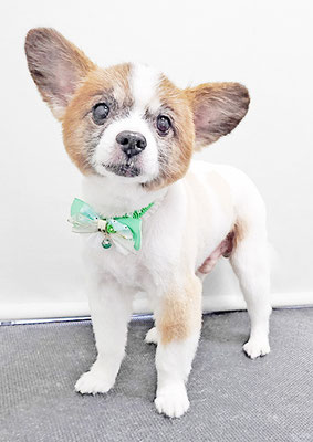 靜ウーフちゃん