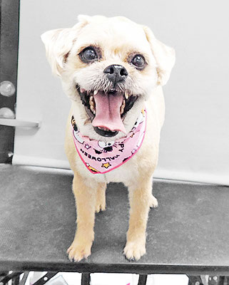 徳田きなこちゃん