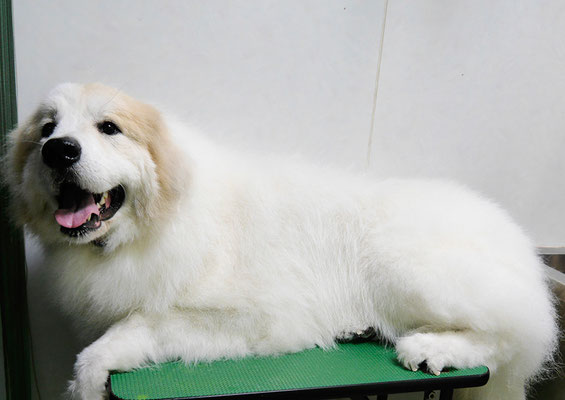 田代メイちゃん