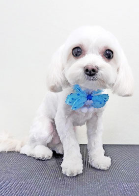 前原バニラちゃん