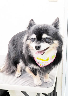 福留まろちゃん