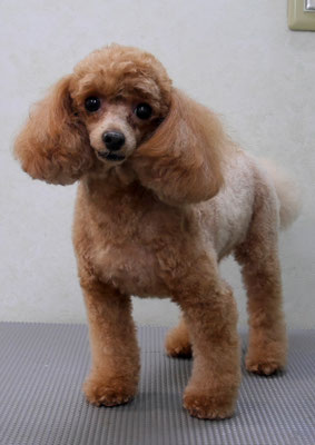 森崎ネネちゃん