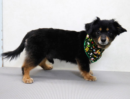 仮屋崎リュウちゃん