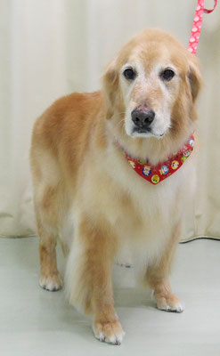 園田ファミレちゃん