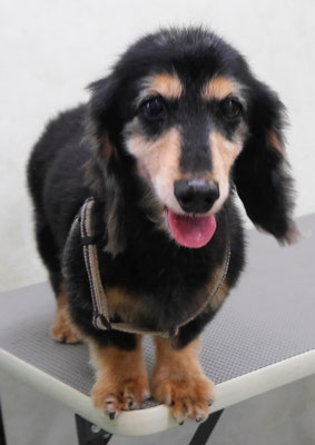 齊野平サンジちゃん