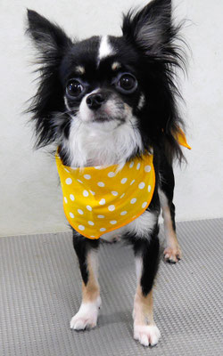 平山モコちゃん