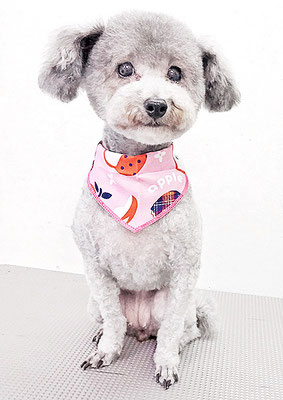 田中シュクルちゃん