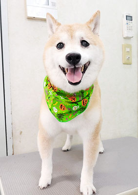 中森ラフちゃん