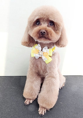 室チョコちゃん