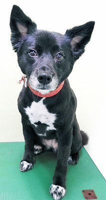 鳥越アリスちゃん