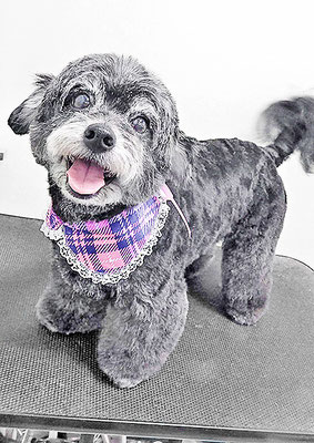 菅原クーちゃん