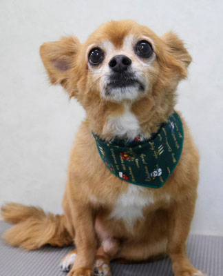 若松コロちゃん