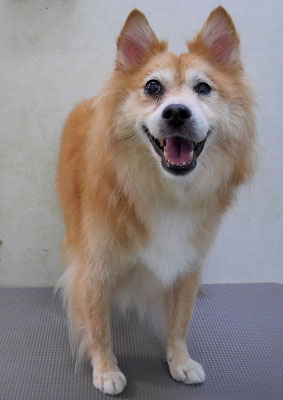 村松ゴンちゃん