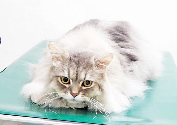 榎本ライちゃん