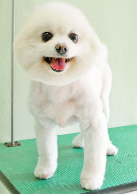 森崎ピュアちゃん