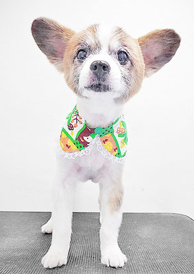 靜ウーフちゃん