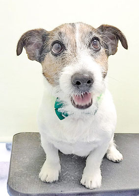 外園マロちゃん