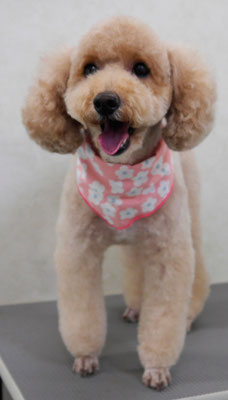 岩本アップちゃん