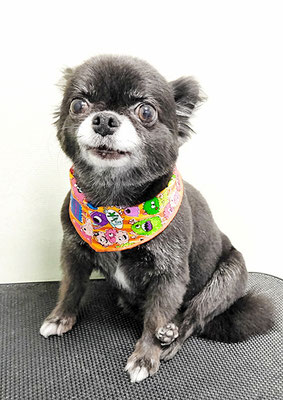 森崎シロちゃん