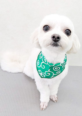 前原バニラちゃん