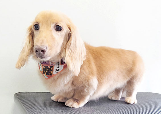 前薗パルちゃん