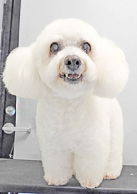 吉本ラピスちゃん